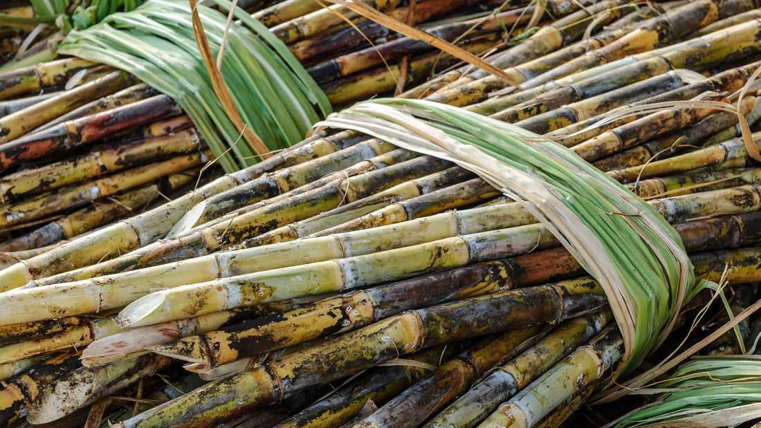 Rhums agricoles ou rhums traditionnels: quelle différence?